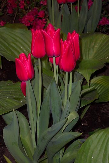 L_W 025.jpg